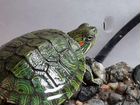 Аквариум с черепахами объявление продам