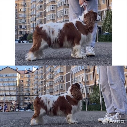 Передержка, Хендлер