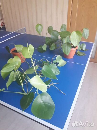 Монстера, Папоротник