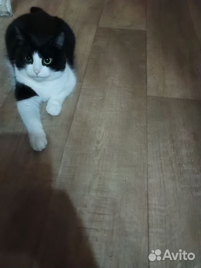 Кошка в дар