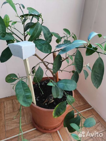 Мандариновое дерево