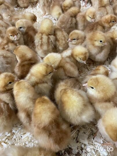 Цыплята