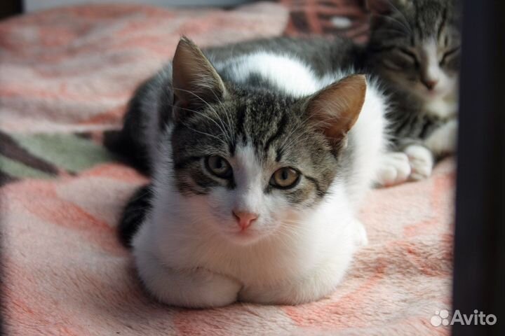 Милый котик ищет надежные ручки