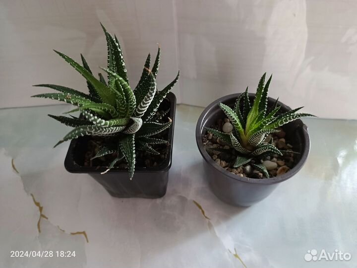 Хавортия, толстянка, золотой ус