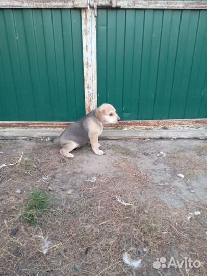 Щенки русской гончей