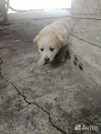 Отдадим щенят