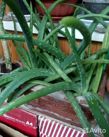 Цветок алоэ-вера