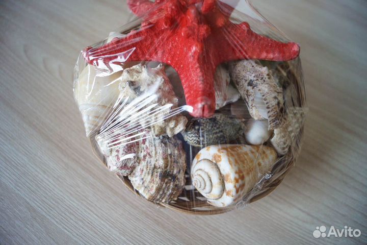 Набор морских ракушек