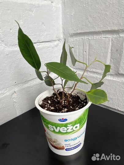 Фикус бенджамина