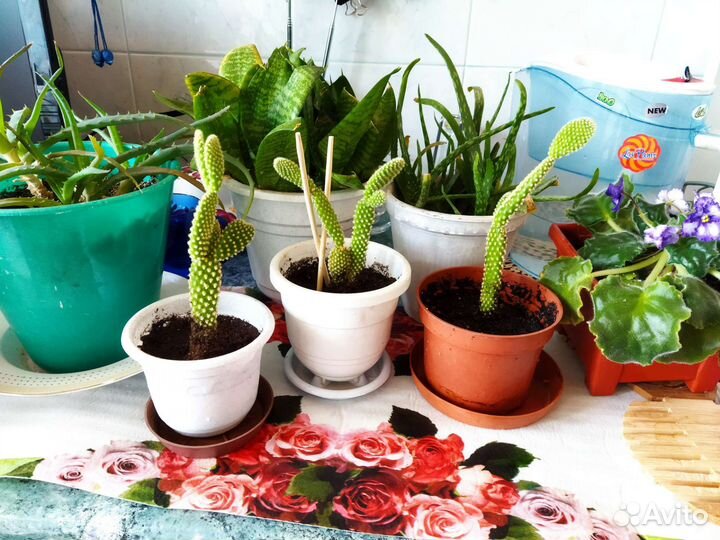 Кактус сансивьерия алое денежное дерево суккуленты