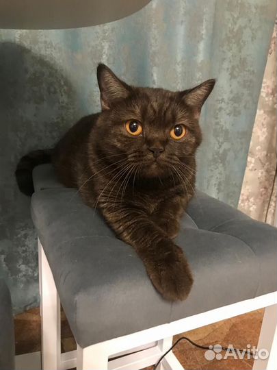 Передержка котов/кошек на время отпуска