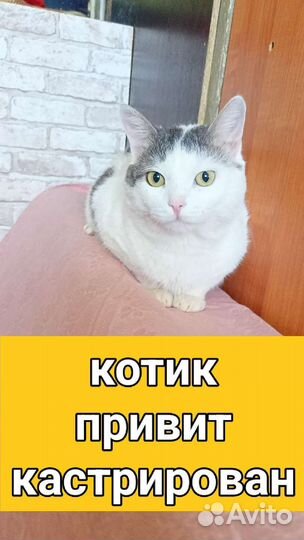 Котики и кошечки