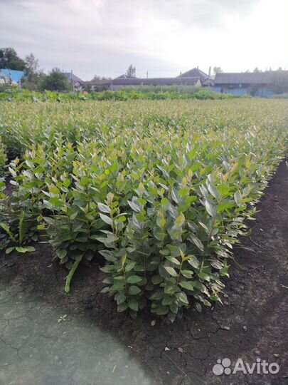 Сеянцы кизильника блестящего 1летка