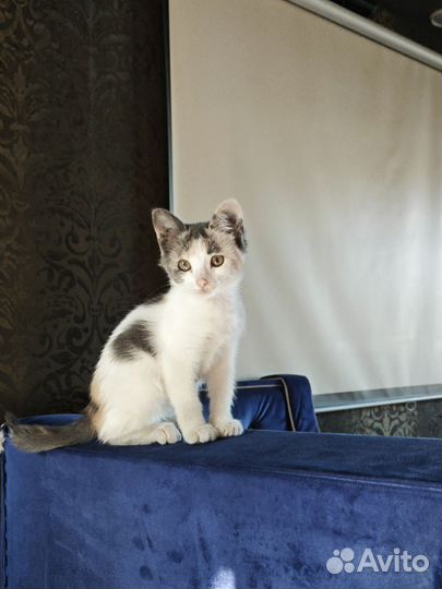 Котята в добрые руки приучен к лотку