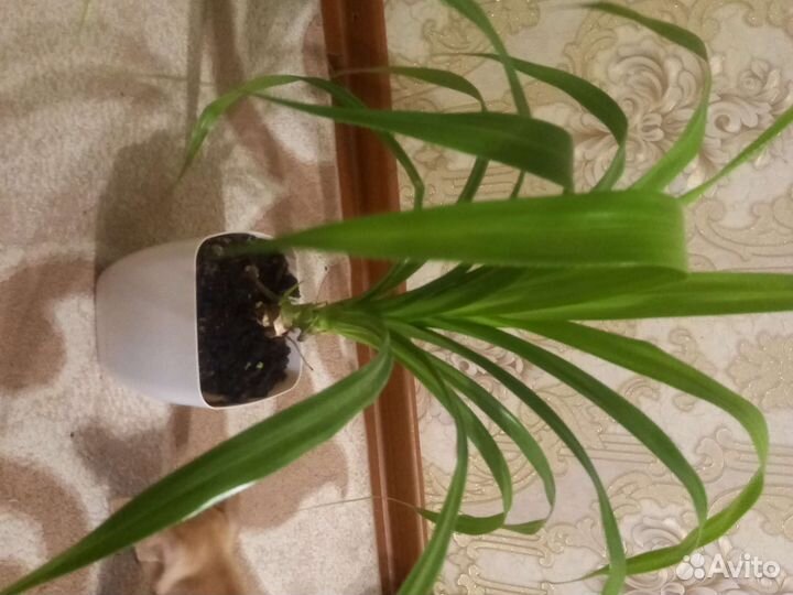 Хлорофитум пальма растения домашние