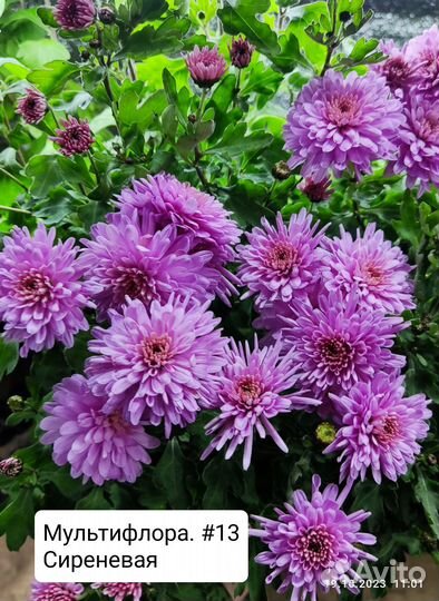 Хризантема мультифлора