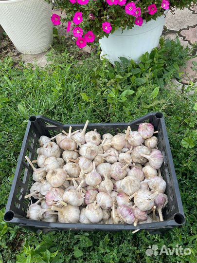 Чеснок крупный