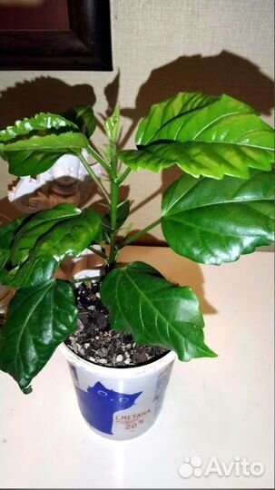 Гибискус махровый