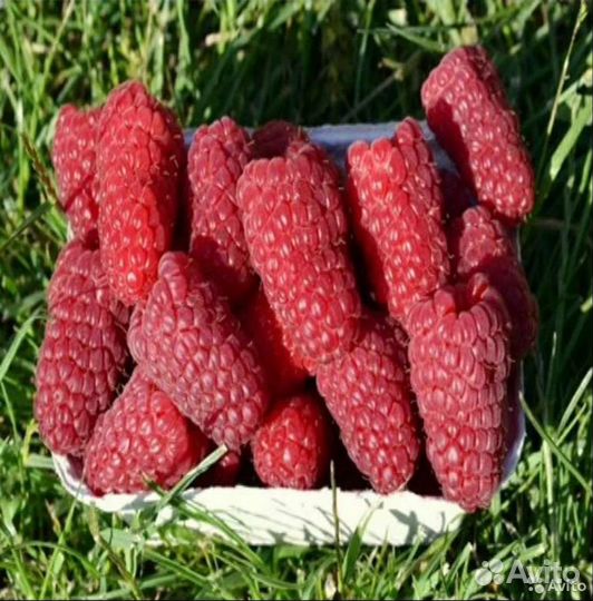 Саженцы малины Пшехибы и др. зкс