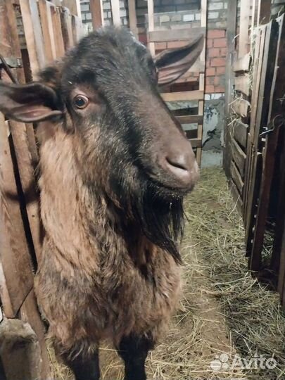 Племенной козёл на вязку. Альпиец