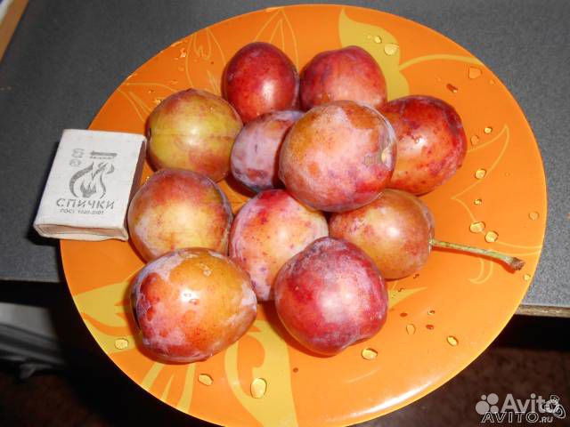 Саженцы сливы, флоксы и садовые ландыши