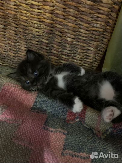 Кошка котенок