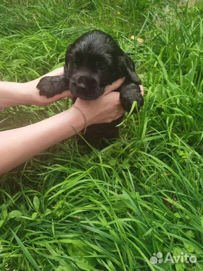 Щенки английского кокер спаниеля