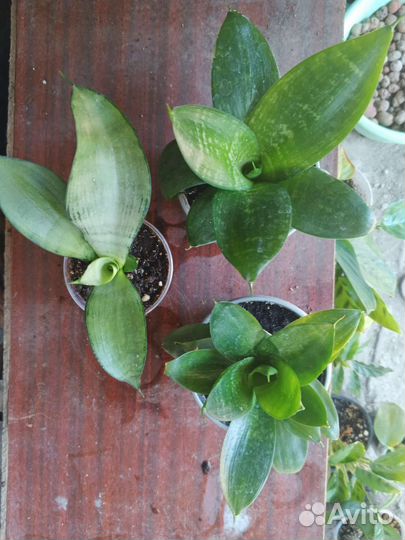 Комнатные цветы