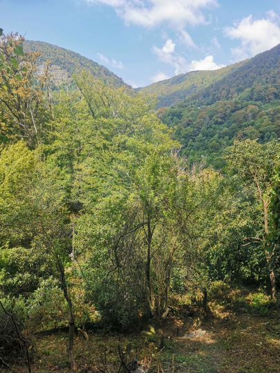 Участок 6 сот. (СНТ, ДНП)