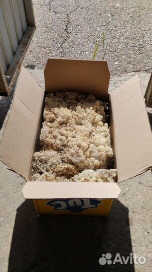 Мох Ягель живой