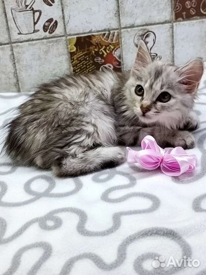 Курильский бобтейл