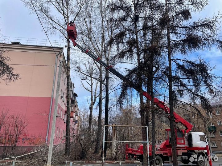 Расчистка участка от деревьев и кустарников