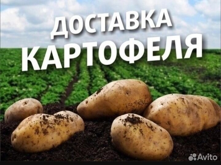 Картошка продажа мешок