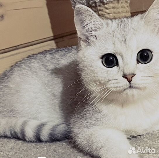 Серебристая шиншилла