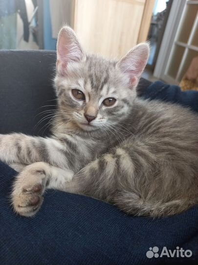 Отдам в добрые руки