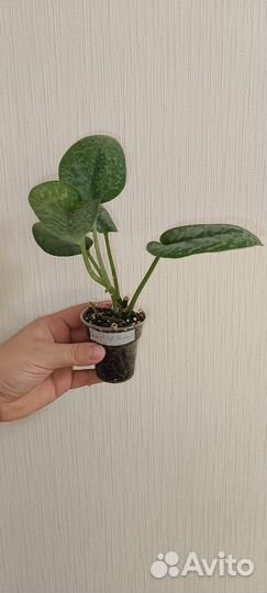 Сциндапсус Сильвер Сплеш