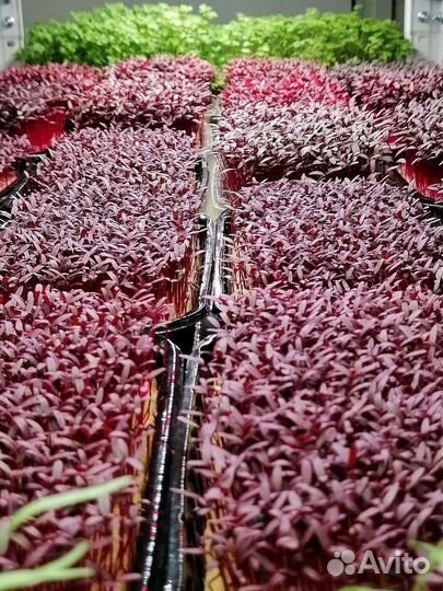 Микрозелень