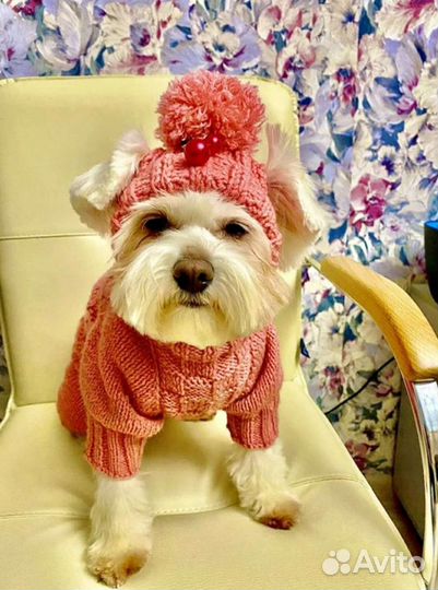 Одежда,шапочки для собак/кошек