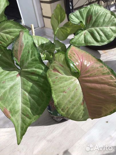 Сингониум Rainbow, Австралия, Клубничный лед