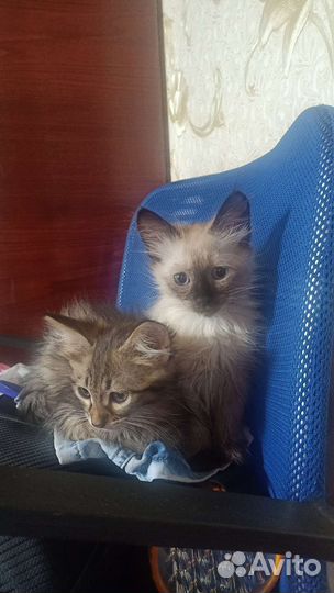 Невский маскарадный кот