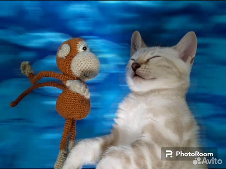 Бенгальские котята клубные с документами