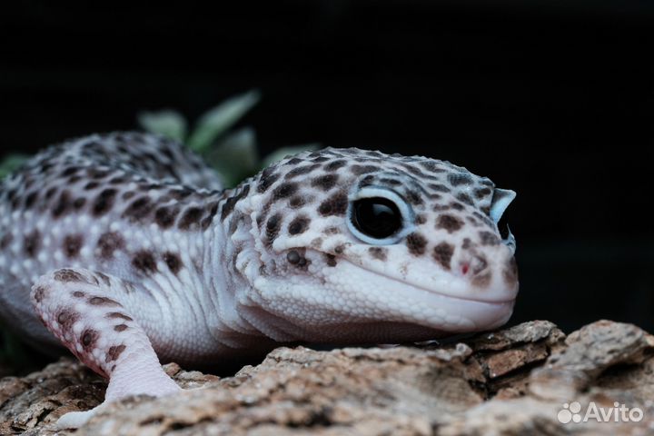 Геккон эублефар