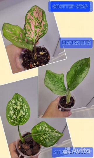 Комнатные растения цветы