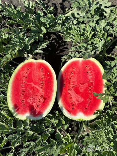 Арбузы