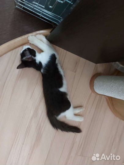 Кошка стерилизована в дар 3 месяца девочка
