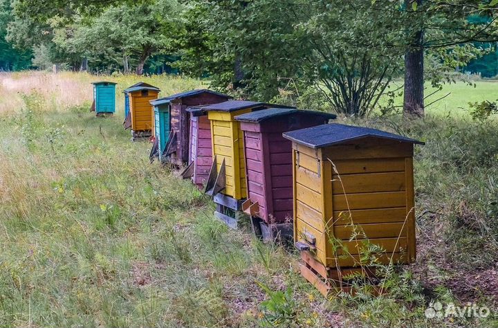 Мёд натуральный из Алтая оптом