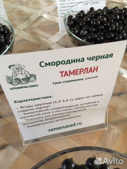 Саженцы черной смородины