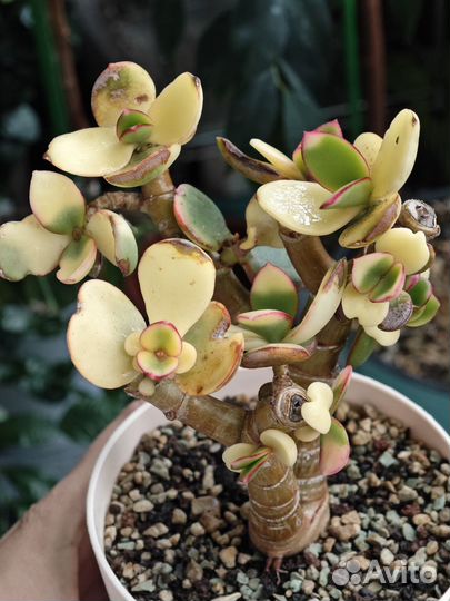 Крассула овата вар. обликва 'Kagetsu Nishiki'