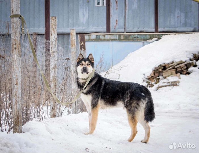 Пёс в добрые руки