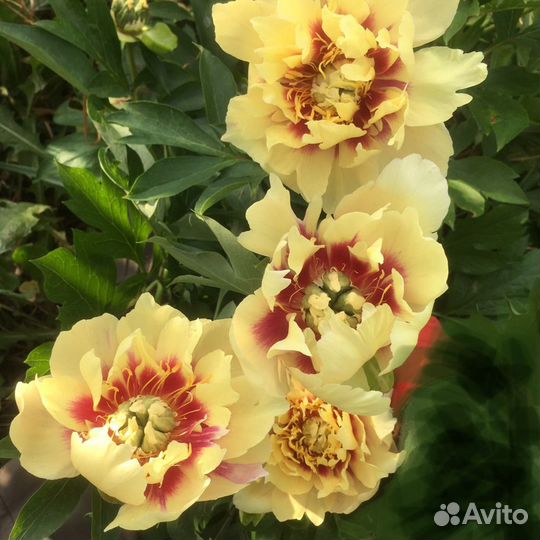 Пионы по сортам, семена почтой